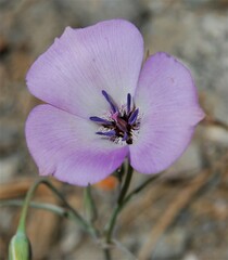 Calochortus invenustus