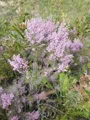 Erica tomentosa