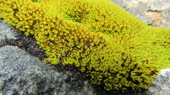 Hypodontium pomiforme