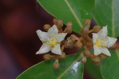 Psorospermum