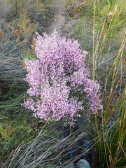 Erica tomentosa