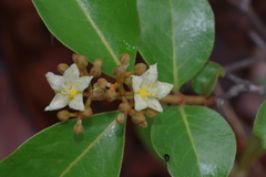 Psorospermum