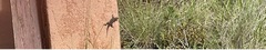 Sceloporus tristichus