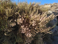 Salsoloideae