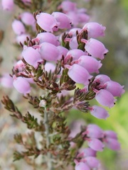 Erica tomentosa
