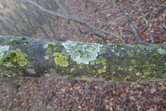 Parmelina tiliacea