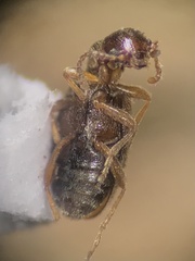 Anthicidae