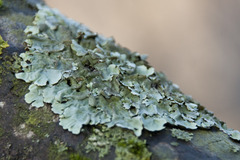 Parmelina tiliacea