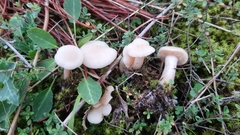 Clitocybe leucodiatreta
