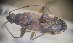 Ligyrocoris