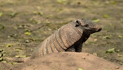 Euphractus sexcinctus