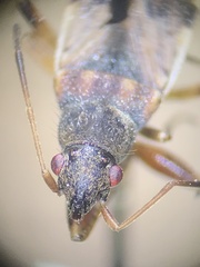 Ligyrocoris