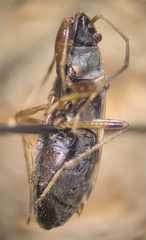 Ligyrocoris