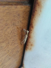 Paramantispa prolixa