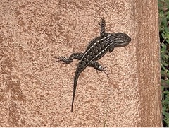Sceloporus tristichus