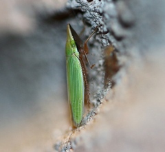 Draeculacephala antica