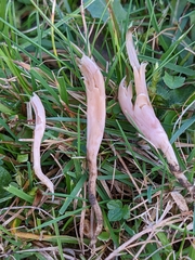 Clavaria incarnata