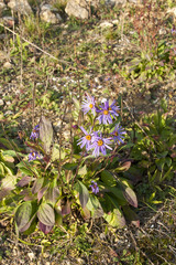 Aster amellus