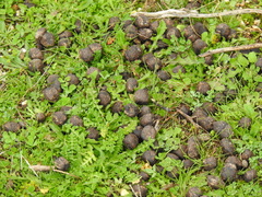 Capreolus capreolus