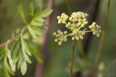 Peucedanum alsaticum