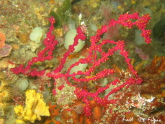 Alcyonium coralloides