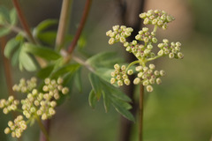Peucedanum alsaticum