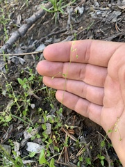 Stellaria umbellata
