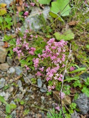 Asperula cynanchica