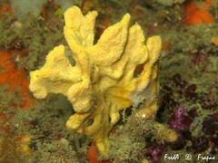 Axinella damicornis