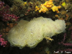 Botrylloides crystallinus