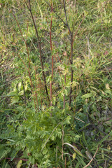 Peucedanum alsaticum