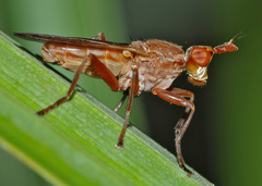 Elgiva solicita