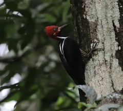 Campephilus melanoleucos