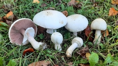 Agaricus crocodilinus