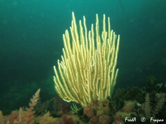 Eunicella singularis