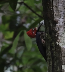 Campephilus melanoleucos