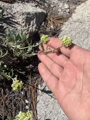 Eriogonum heracleoides