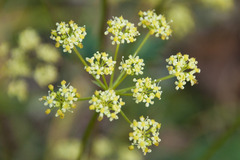 Peucedanum alsaticum