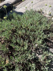 Eriogonum heracleoides
