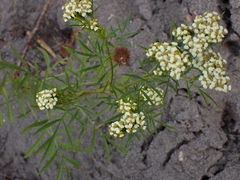 Tagetes minuta
