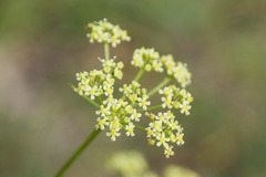 Peucedanum alsaticum