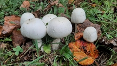 Agaricus crocodilinus