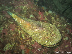 Pinna nobilis