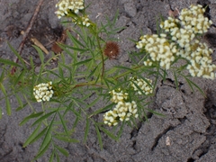 Tagetes minuta