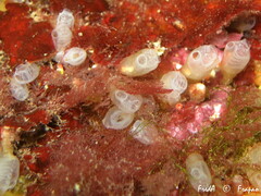Pycnoclavella atlantica