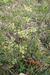 Peucedanum alsaticum