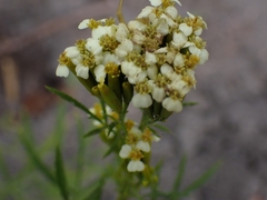 Tagetes minuta