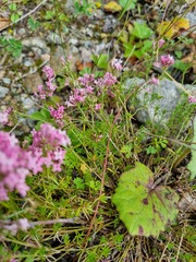 Asperula cynanchica
