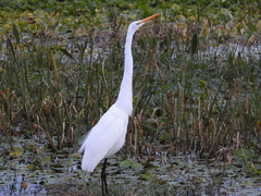 Ardea alba egretta