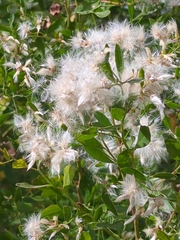 Baccharis halimifolia